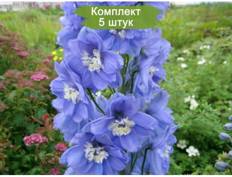 Дельфиниум Санни скай