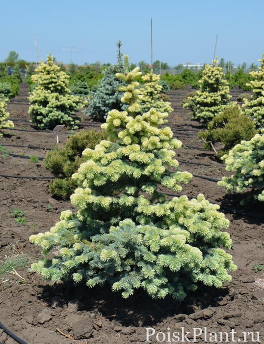 Ель колючая Frühling Gold