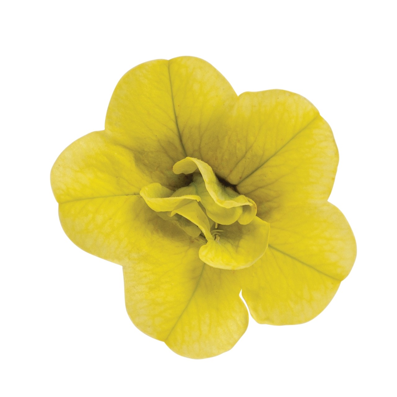 Калибрахоа Aloha Double Yellow