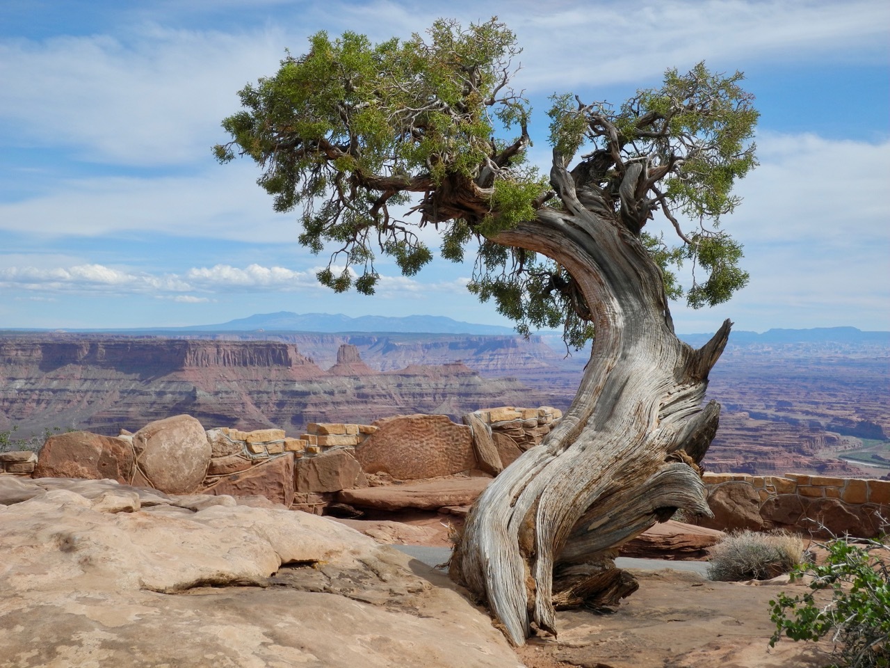 international backfill (iNaturalist): Juniperus