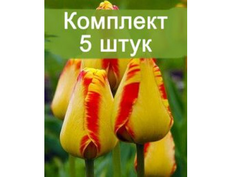 Тюльпан Банья Лука