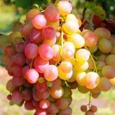 Виноград плодовый Ливия кишмиш