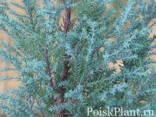 Кипарисовик Лавсона Blue Surprise