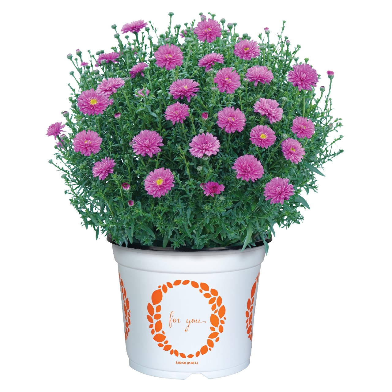 Астра Aurora Pink