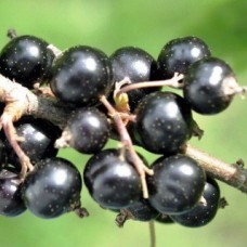 Смородина черная Нара ЗКС