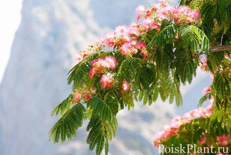 Альбиция ленкоранская Rosea