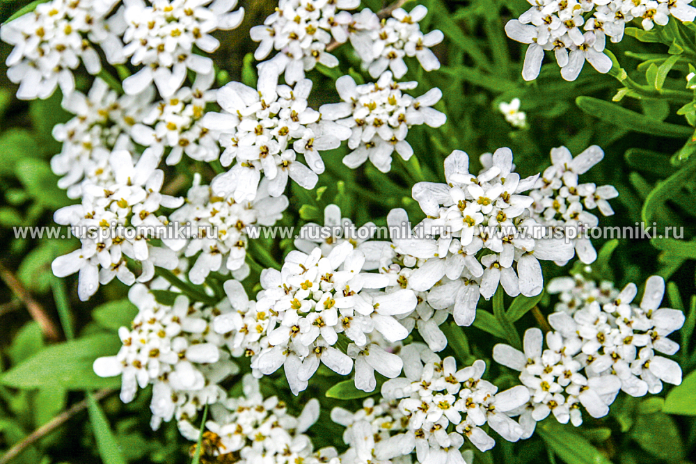 Иберис вечнозеленый Alexanders White