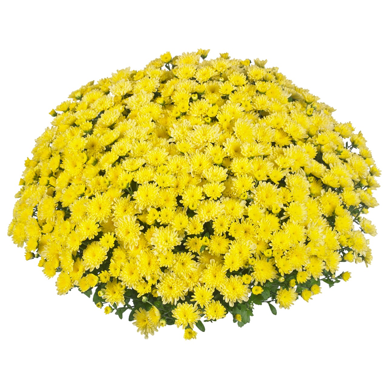 Хризантема Ditto Lemon