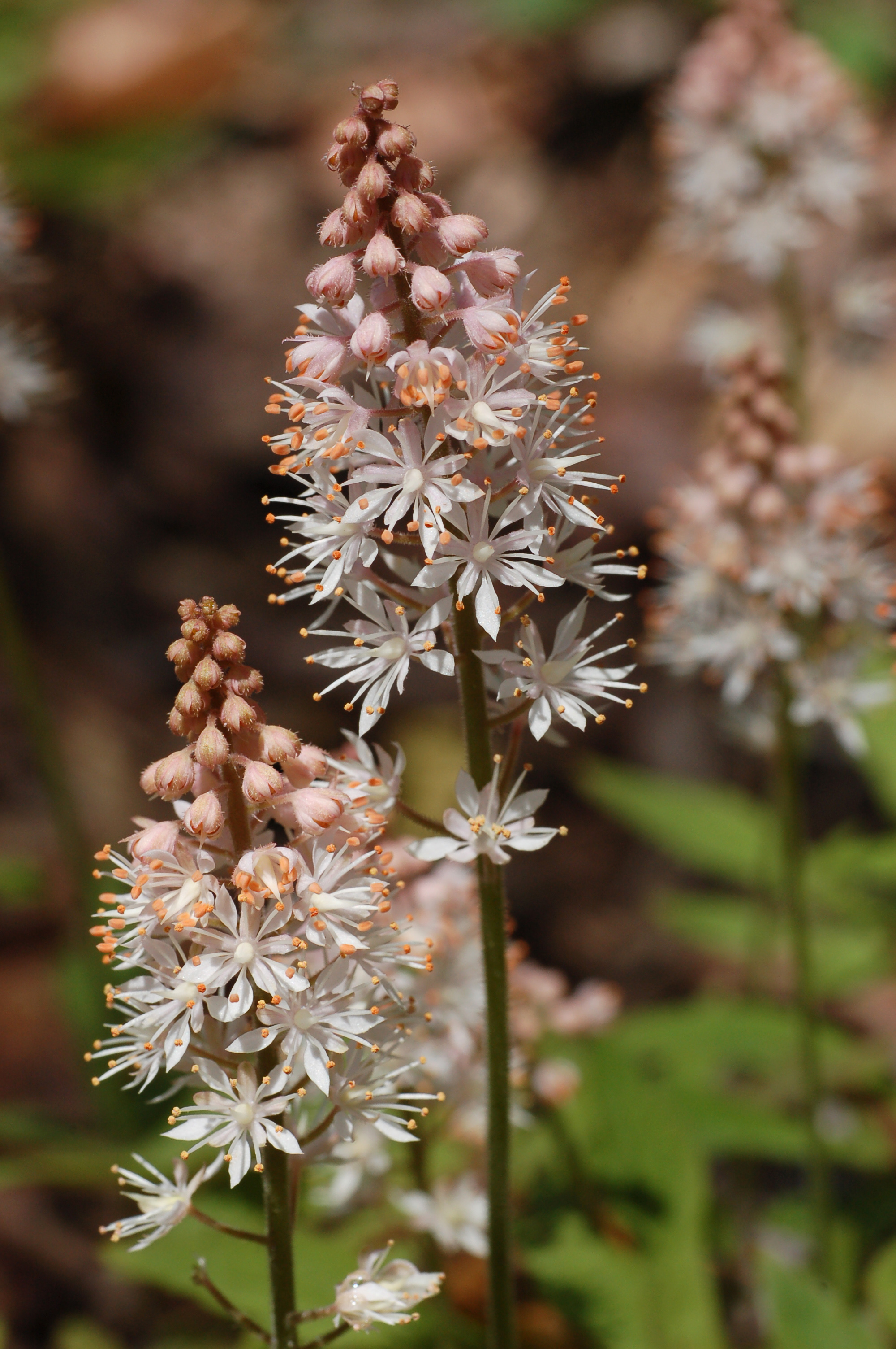 Тиарелла сердцелистная Crow Feather
