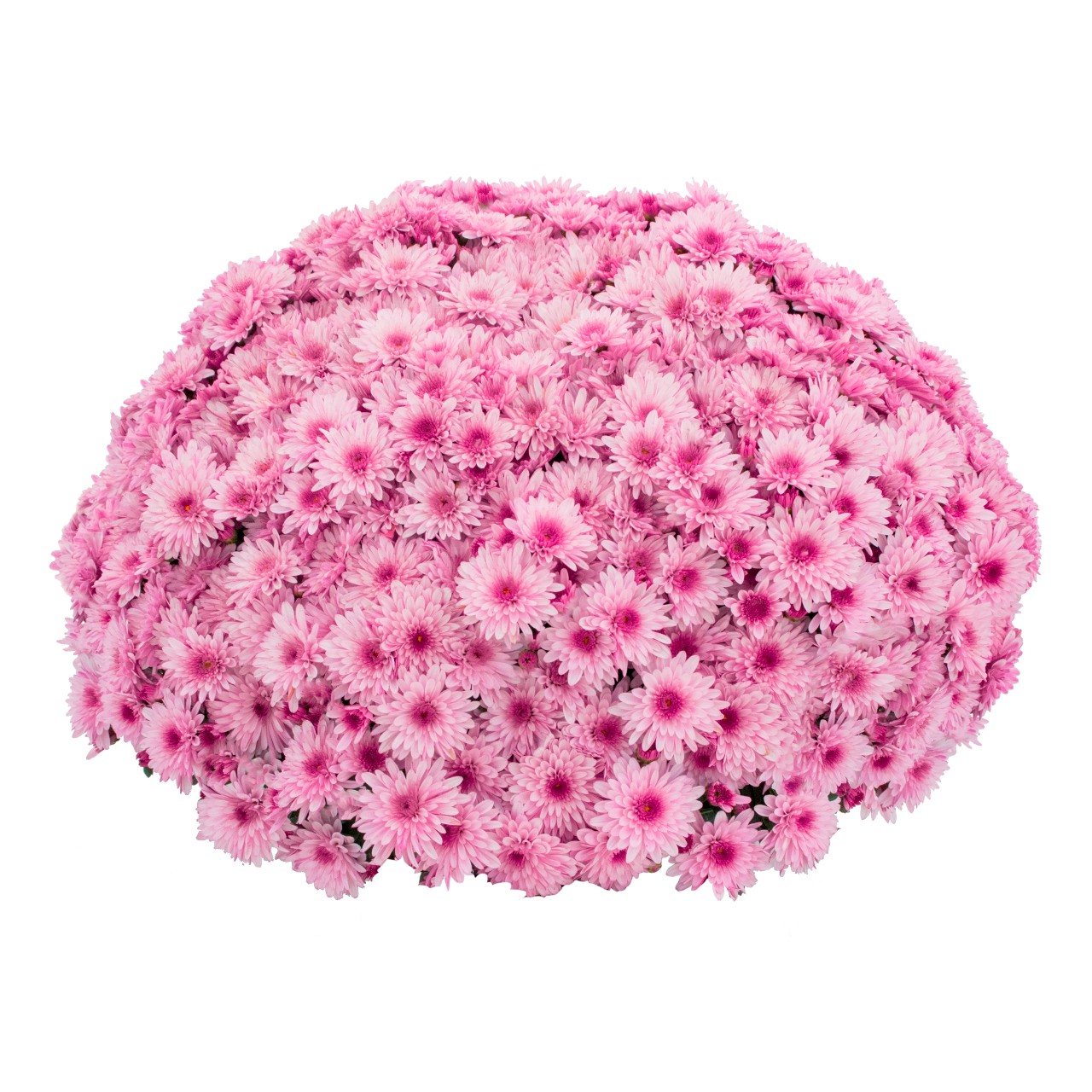 Хризантема Lively Pink Bicolor