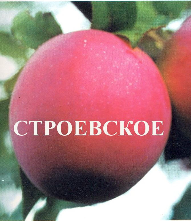 Яблоня Строевское