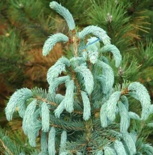 Ель Энгельмана Glauca