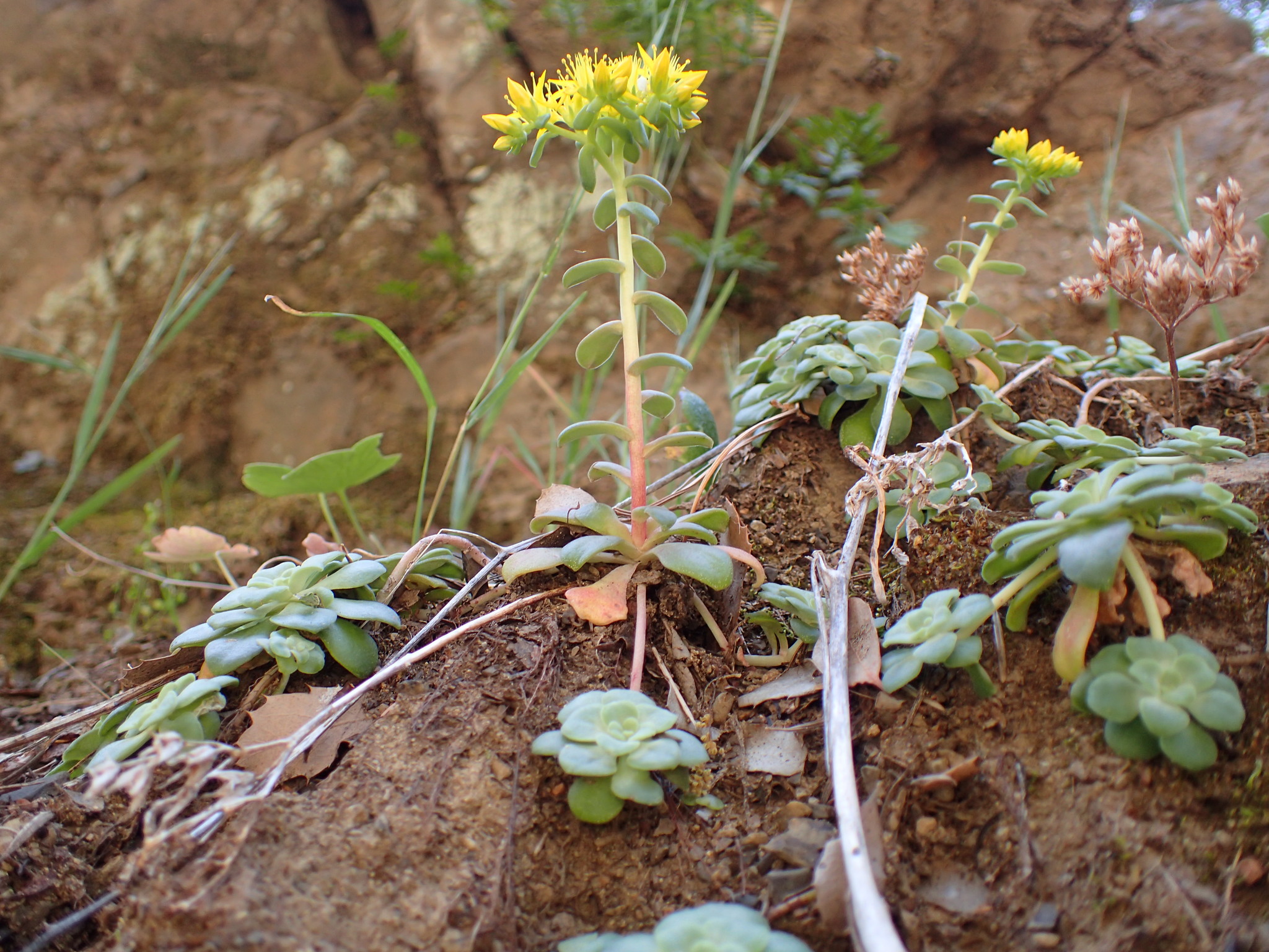 international backfill (iNaturalist): Sedum