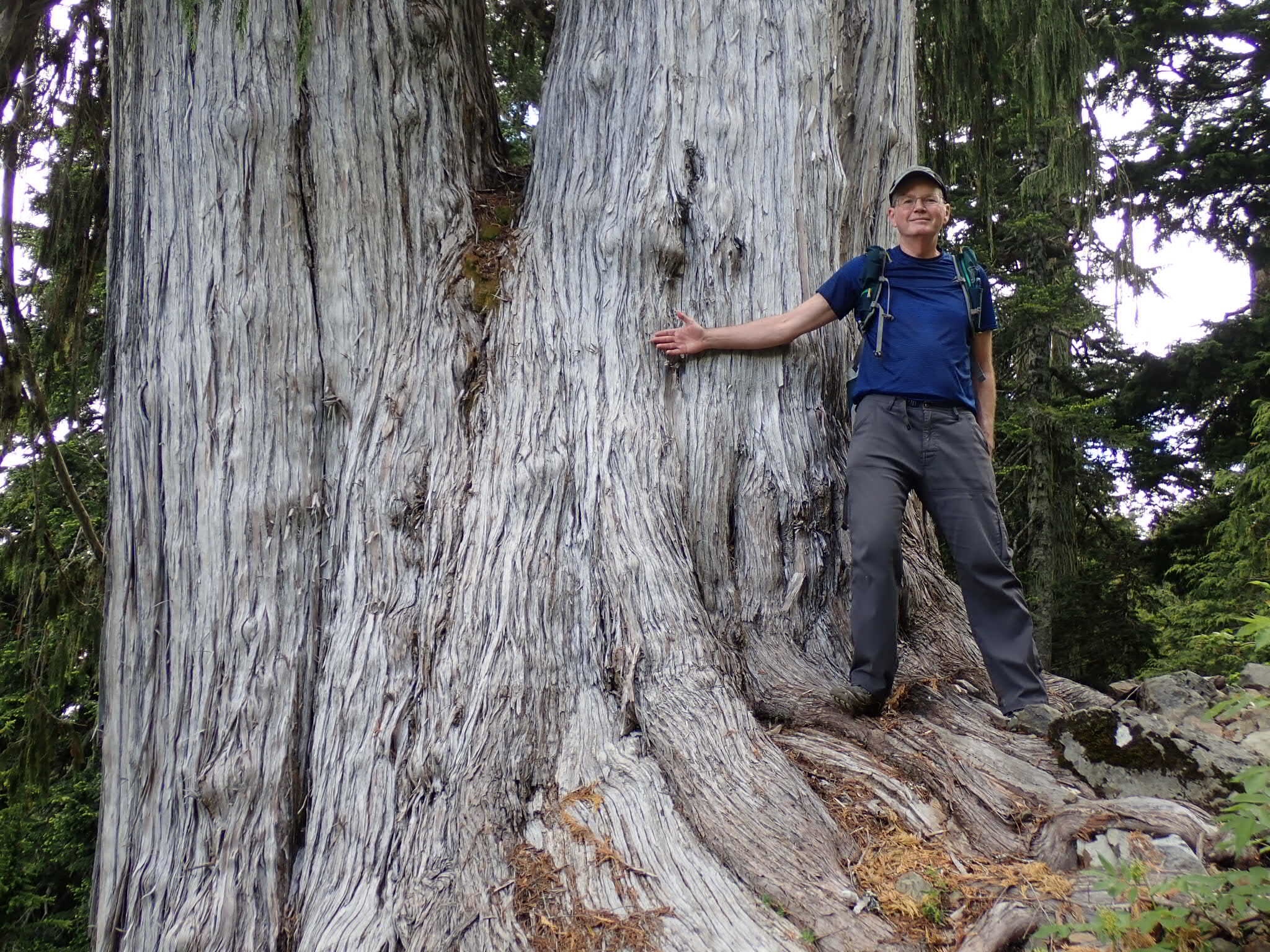 international backfill (iNaturalist): Chamaecyparis