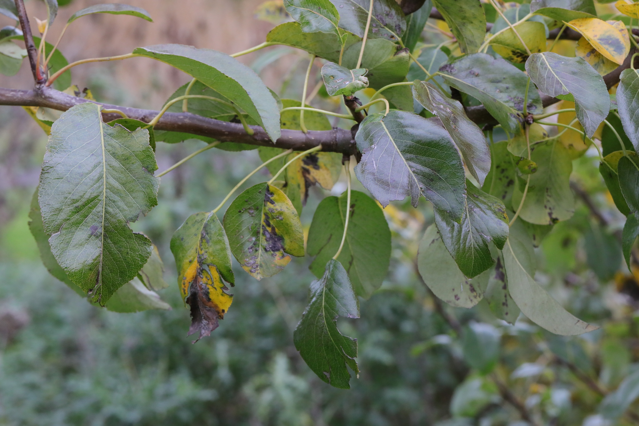 international backfill (iNaturalist): Malus