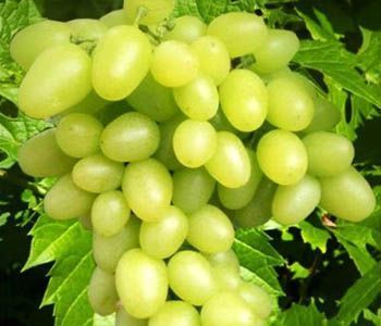 Виноград Аркадия