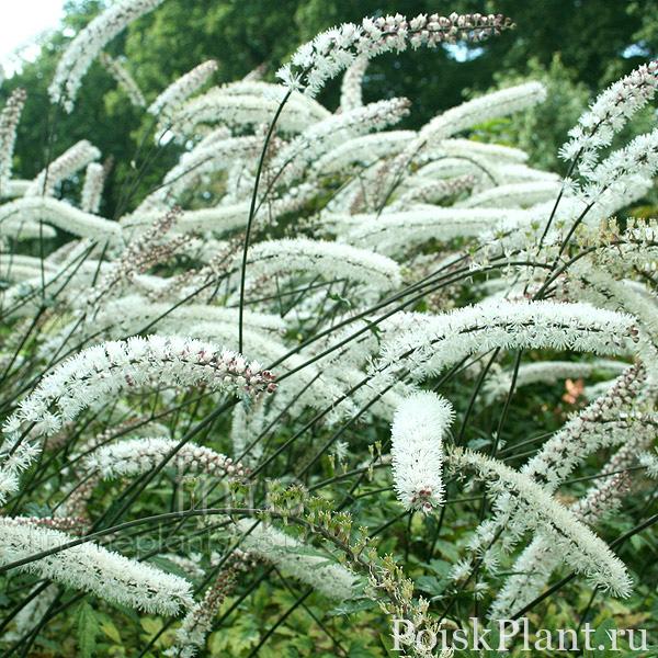 Воронец матсумуры Elstead Variety