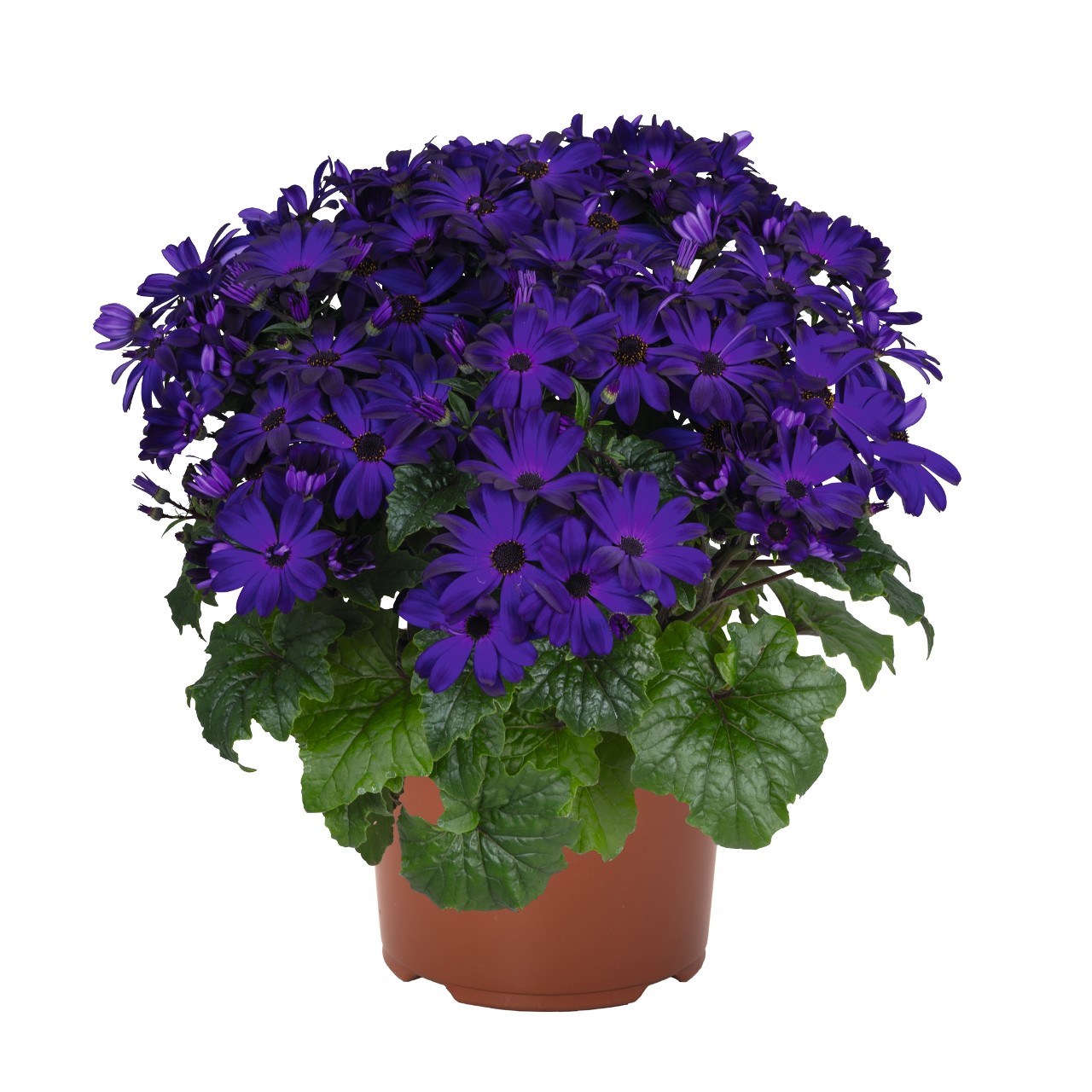 Перикаллис Mandala Plus Royal Blue