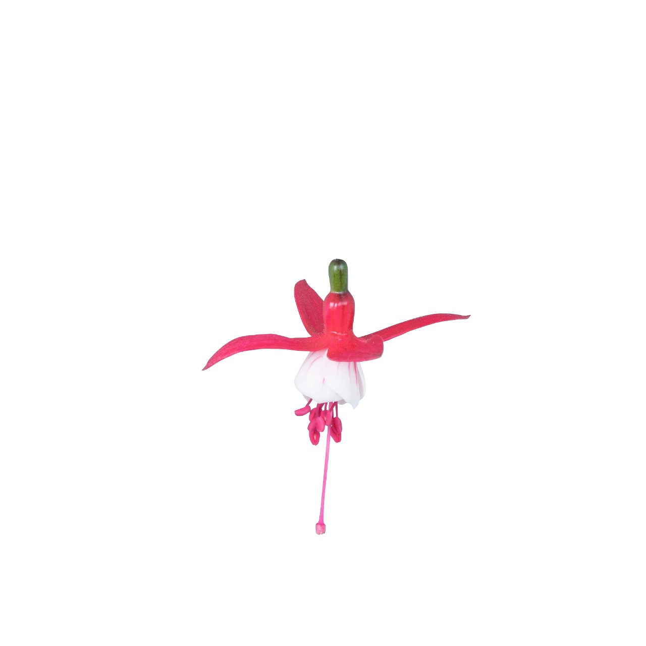 Фуксия Ballerina Ballon