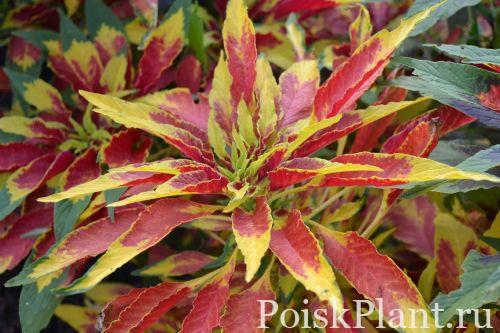 Амарант трёхцветный Splendens