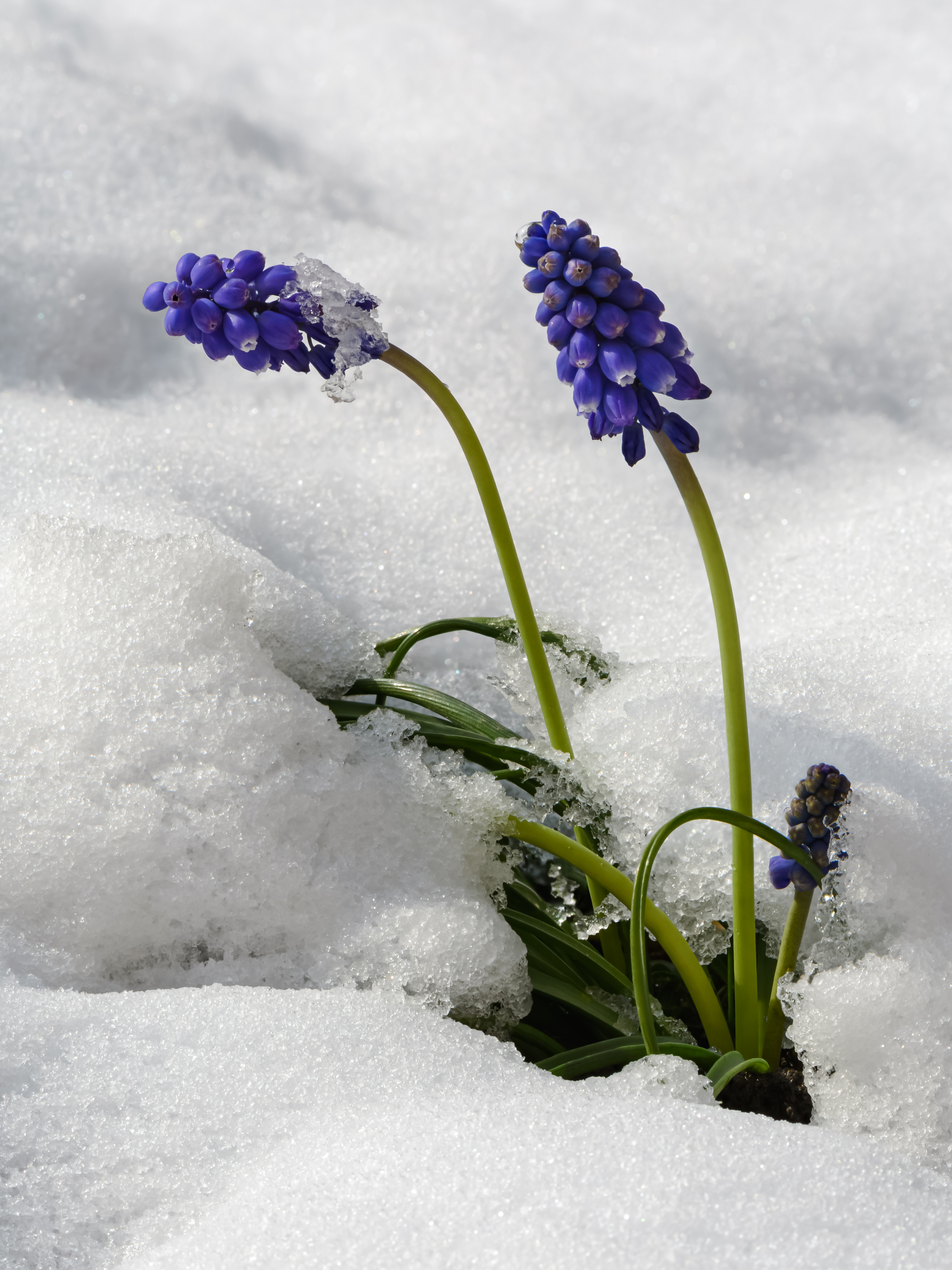 Мускари смесь (Muscari mix)