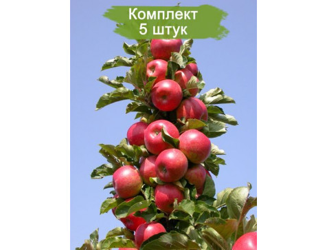 Арина (Яблоня колоновидная)