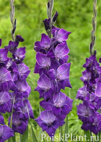 Гладиолус гибридный Violetta