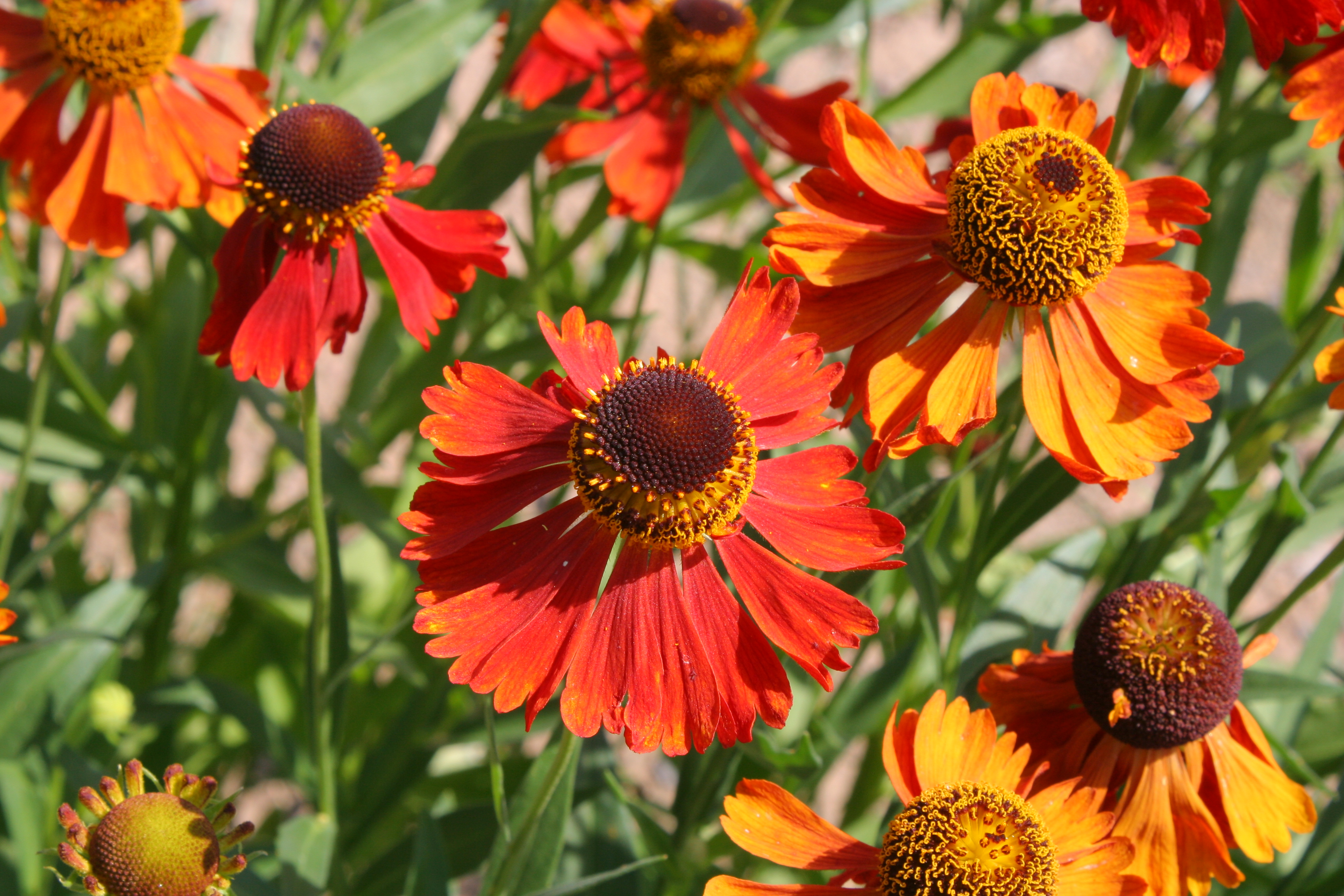 Гелениум гибридный (Helenium hybridum Sombrero)
