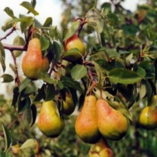 Груша Просто Мария 3-х летнее ЗКС