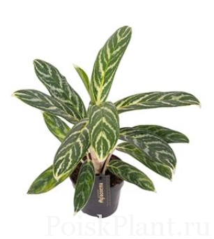 Аглаонема гибридная Ivy Green