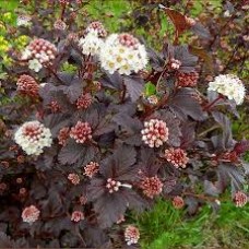 Пузыреплодник калинолистный (Physocarpus opulifolius Diabolo)
