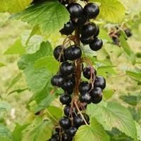 Смородина чёрная Орловская серенада