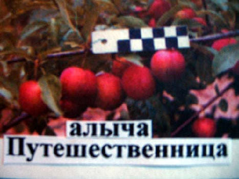 Алыча Путешественница