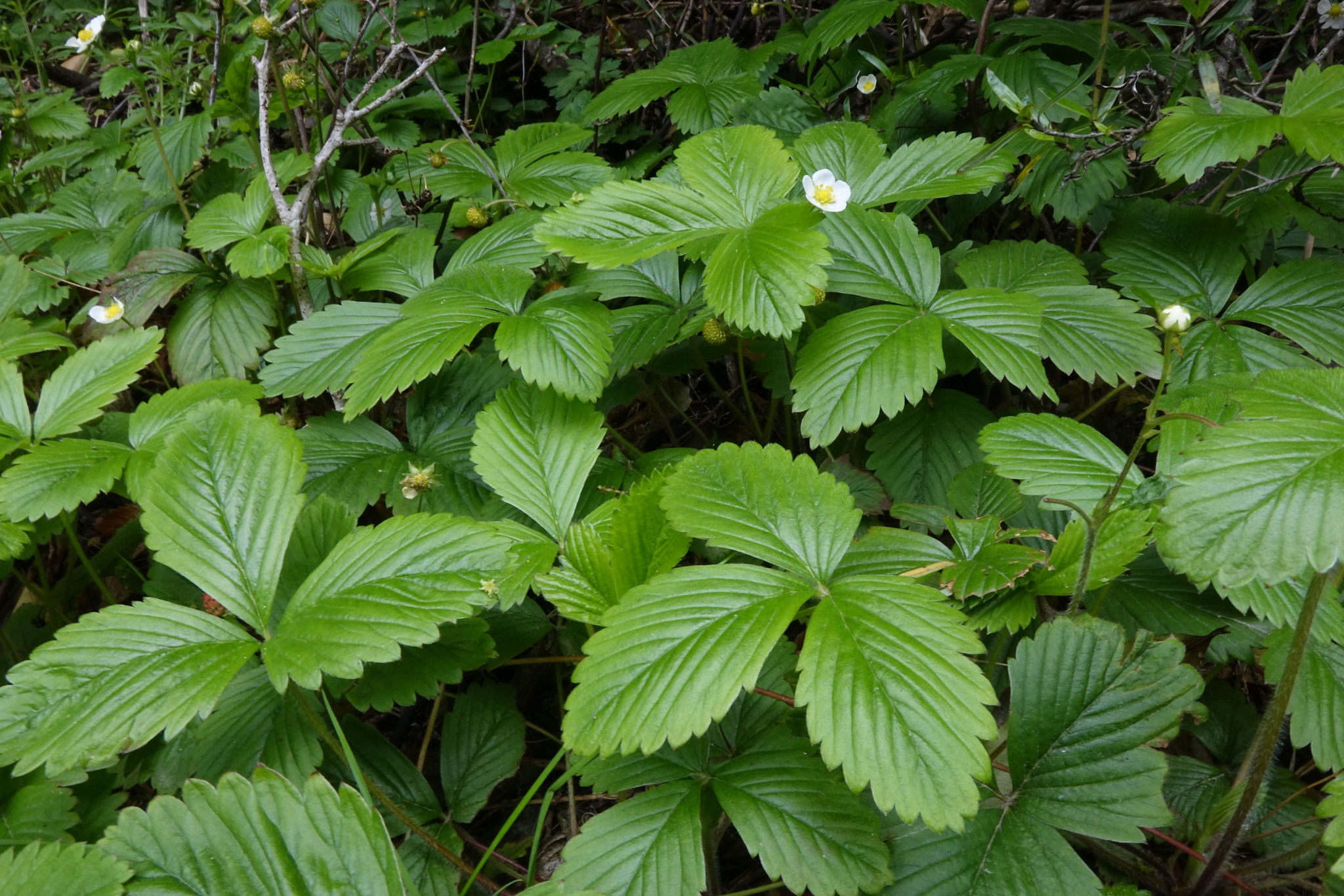 international backfill (iNaturalist): Fragaria