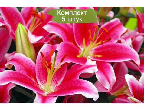 Лилия СТАРЛАЙТ ЭКСПРЕСС