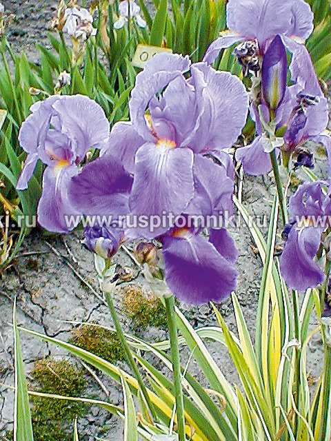 Ирис бледный Variegata (Krelage, 1901)