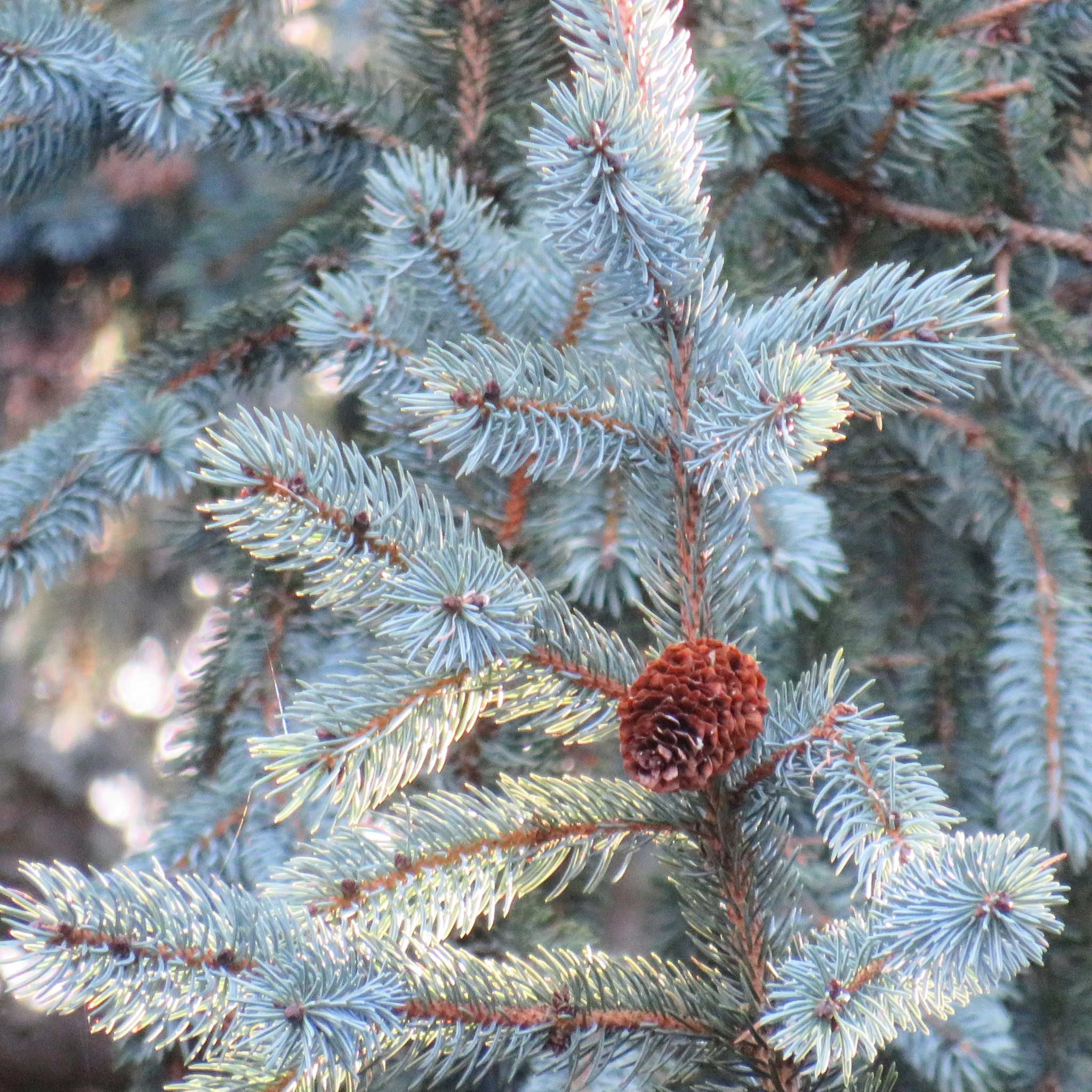 international backfill (iNaturalist): Picea