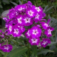 Флокс метельчатый Успех