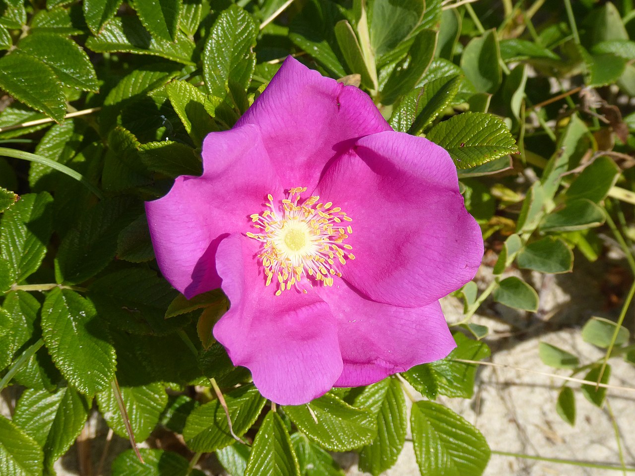 Роза морщинистая 'Alba' 60-80 CM BR. / Rosa rugosa 'Alba'