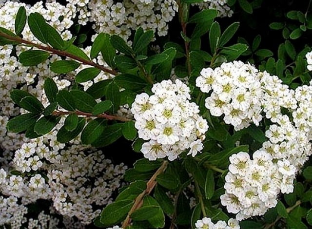 Спирея ниппонская White Carpet