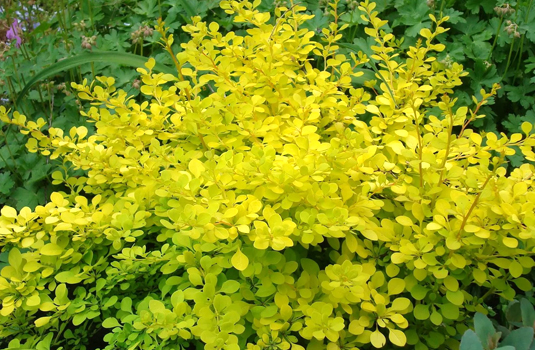 Барбарис Тунберга Golden Carpet