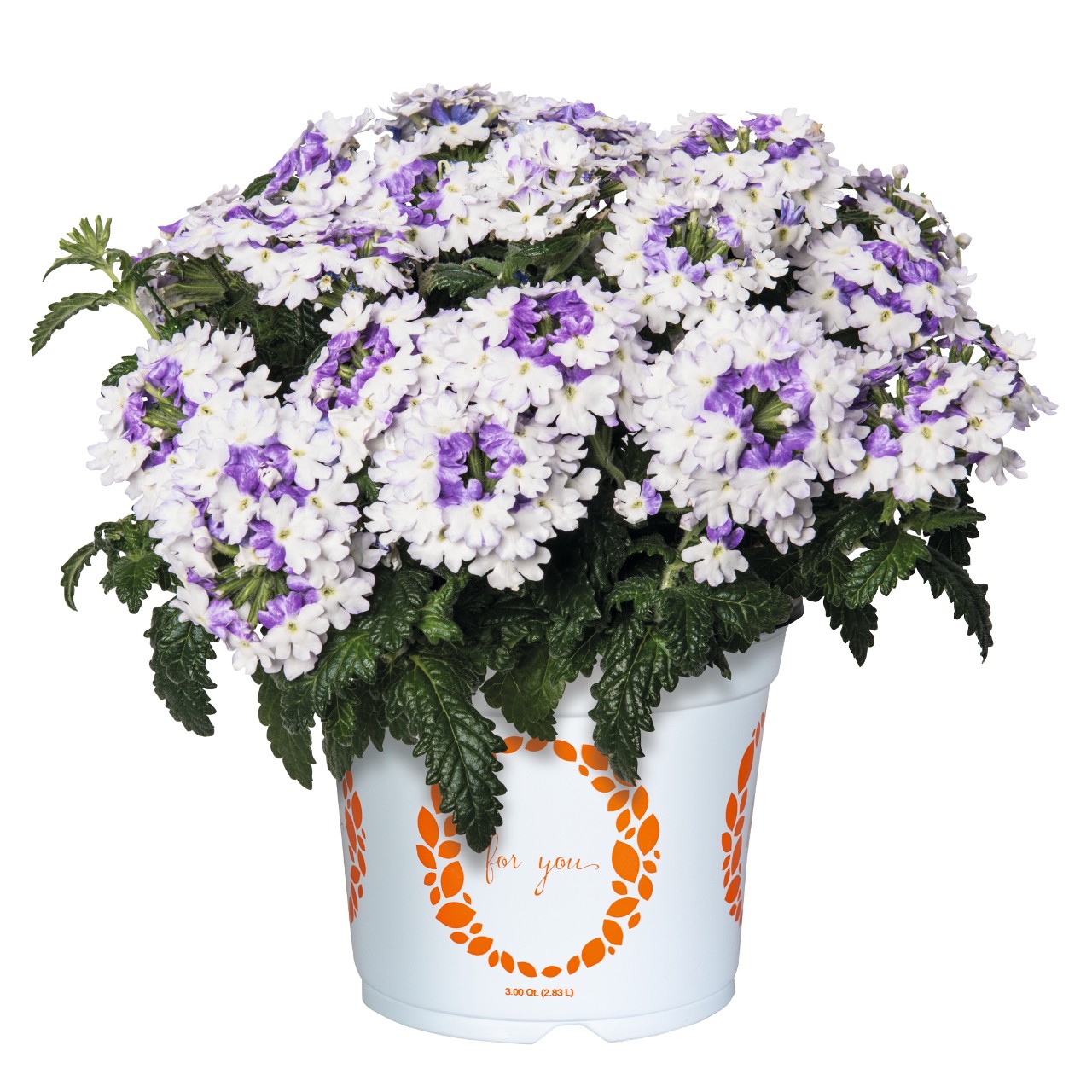 Вербена Wicked Purple