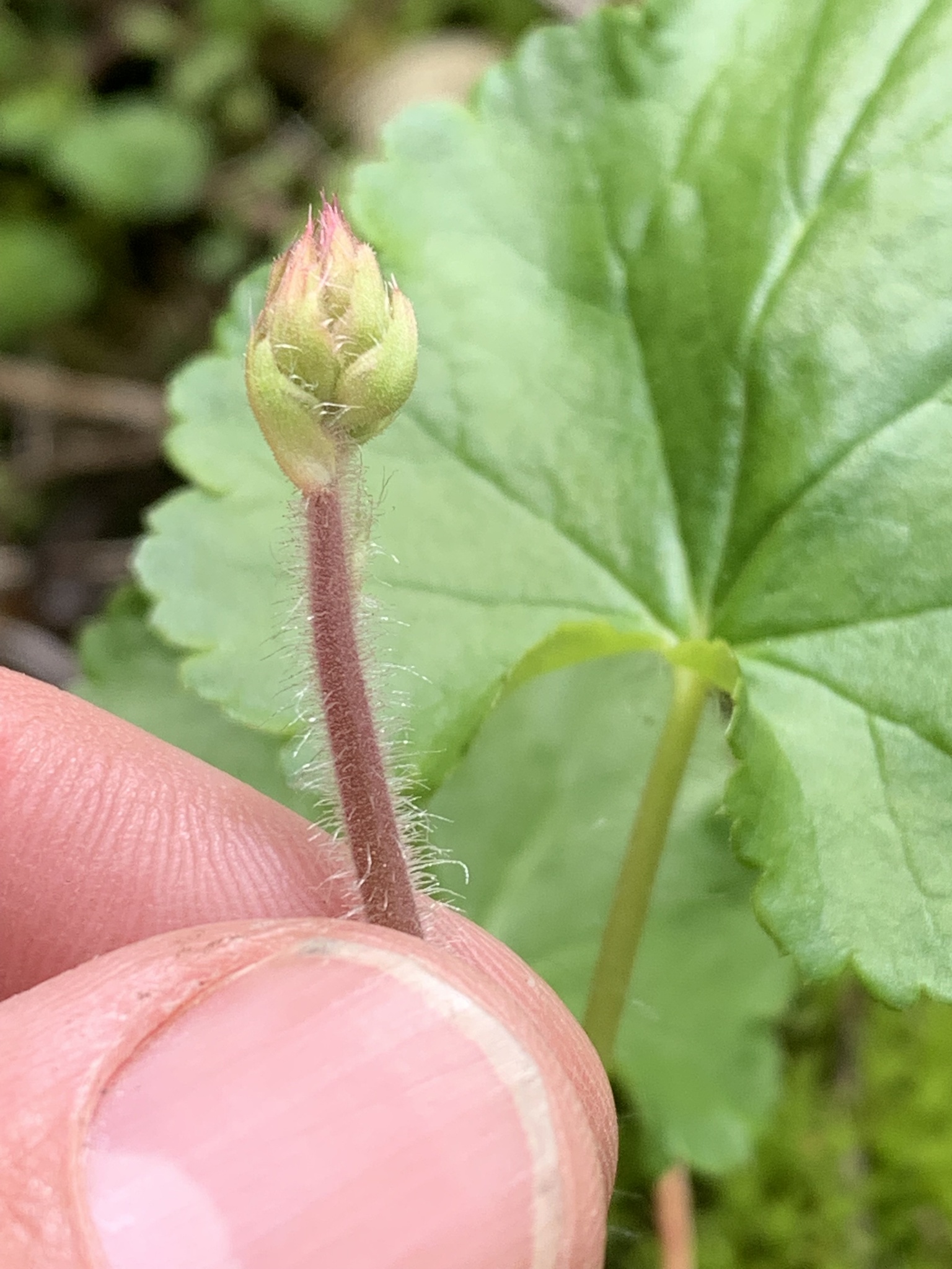 international backfill (iNaturalist): Heuchera