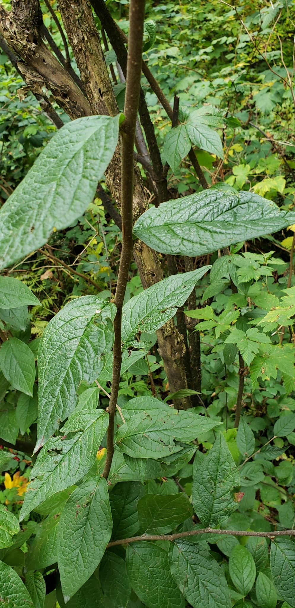 international backfill (iNaturalist): Cotoneaster