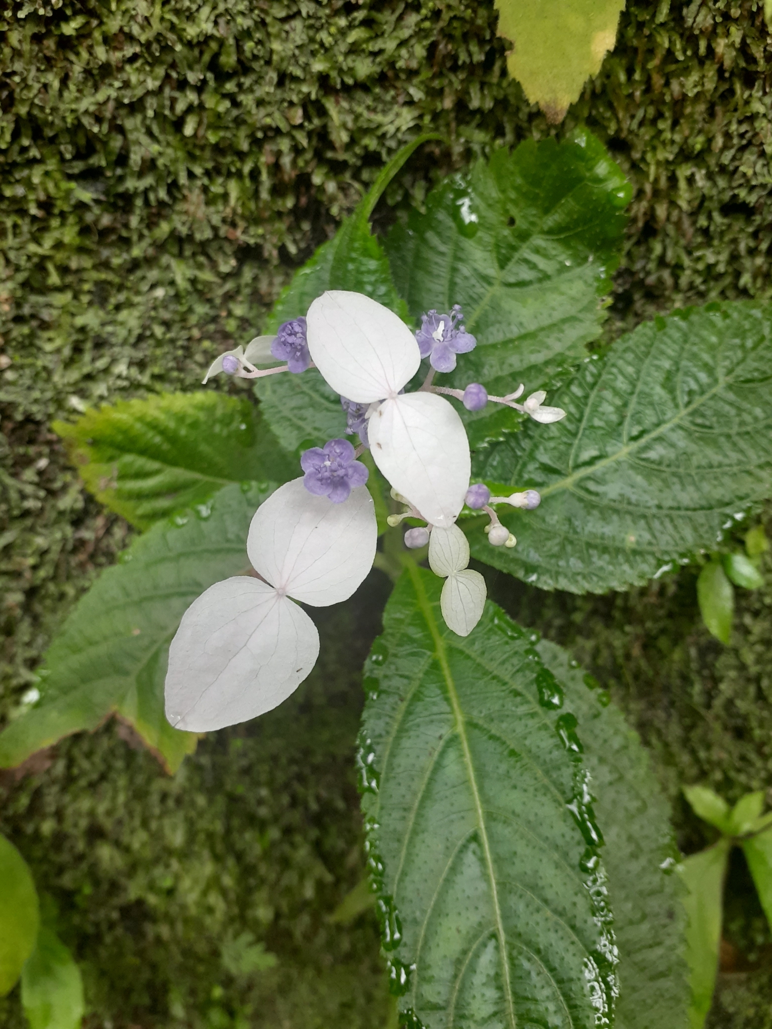 international backfill (iNaturalist): Hydrangea
