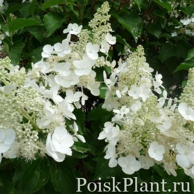 Гортензия метельчатая White Lady