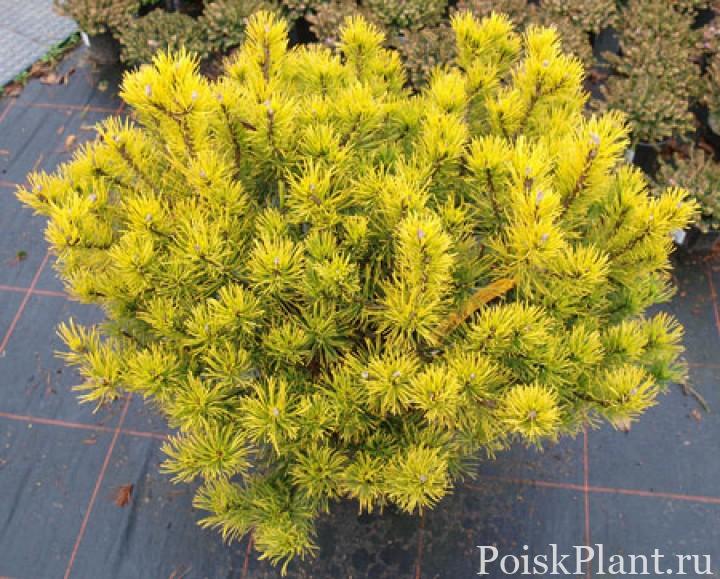 Сосна горная Carstens Wintergold