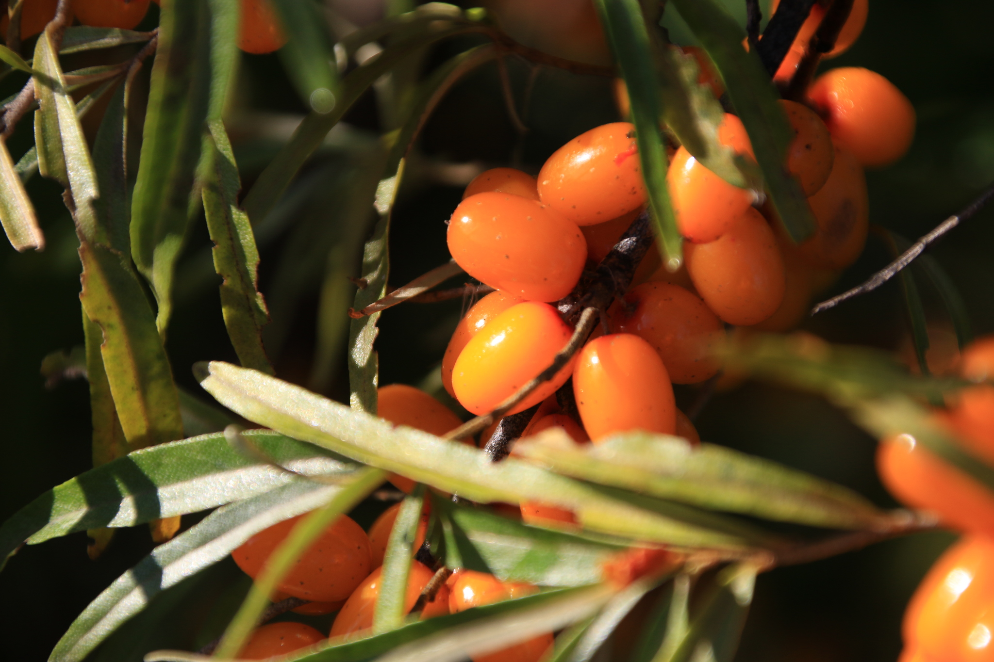 international backfill (iNaturalist): Hippophae