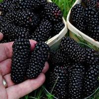 Ежевика "Black Butte"