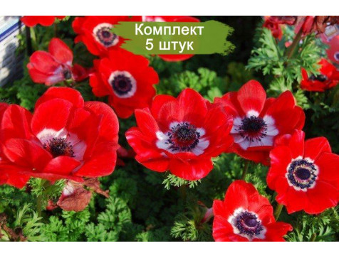 Анемона Красная Садовая